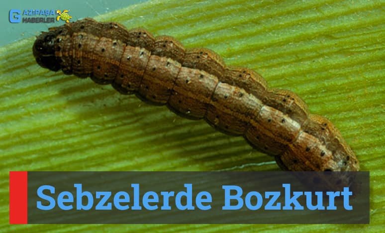 Sebzelerde Bozkurt