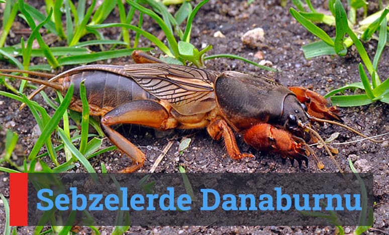 Sebzelerde Danaburnu