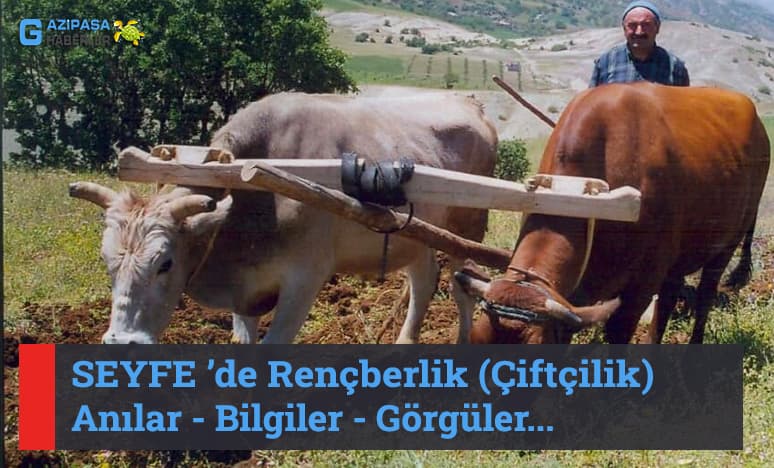 Seyfe’de Rençberlik (Çiftçilik) Anılar- Bilgiler- Görgüler..<