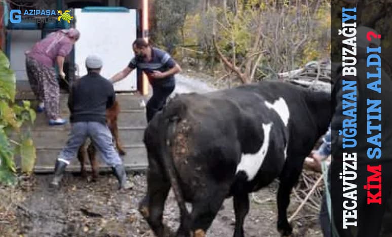 Gazipaşada Tecavüze Uğrayan Buzağıyı Kim Satın Aldı?