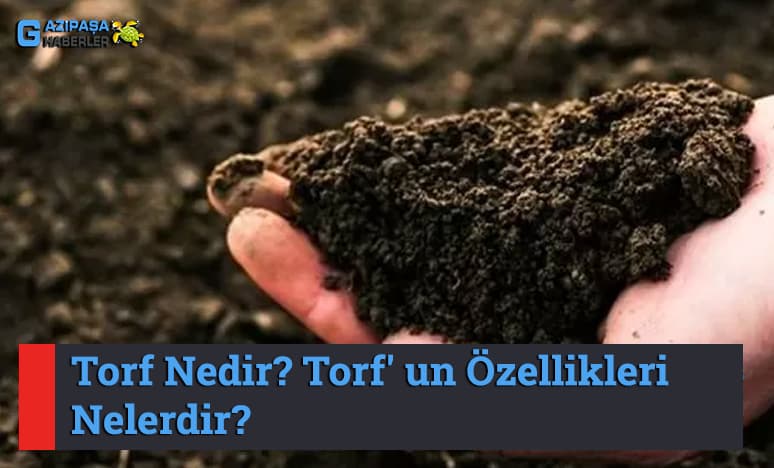 Torf Nedir? Torf' un Özellikleri Nelerdir?