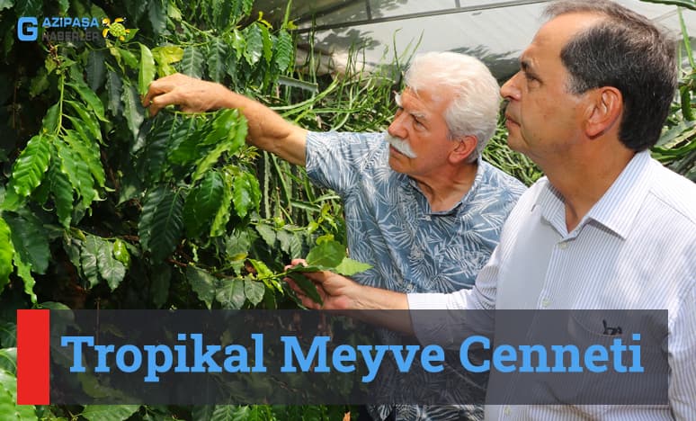 Tropikal Meyve Cenneti Gazipaşa