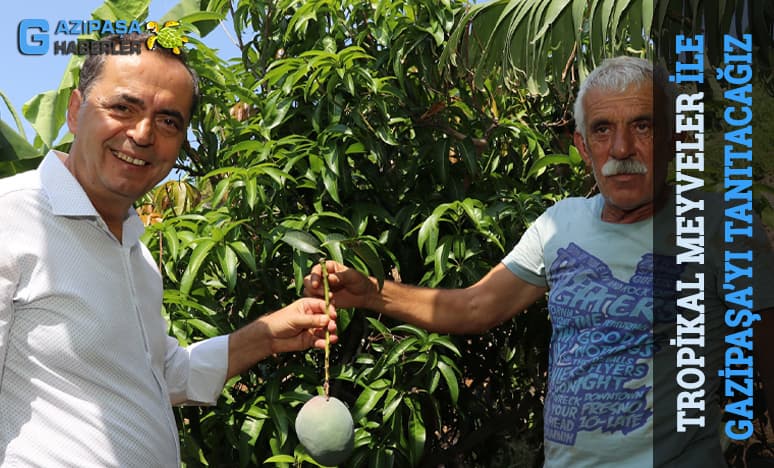 Tropikal Meyveler İle Gazipaşayı Daha İyi Tanıtacağız...