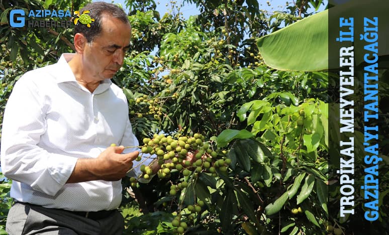 Tropikal Meyveler İle Gazipaşayı Daha İyi Tanıtacağız...