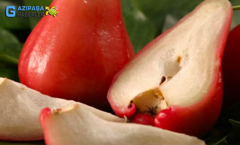 Gazipaşada Yetişen Tropikal Meyveler Nelerdir?