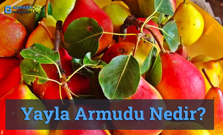 Yayla Armudu Nedir? Yayla Armudu Nerelerde Yetişir? 