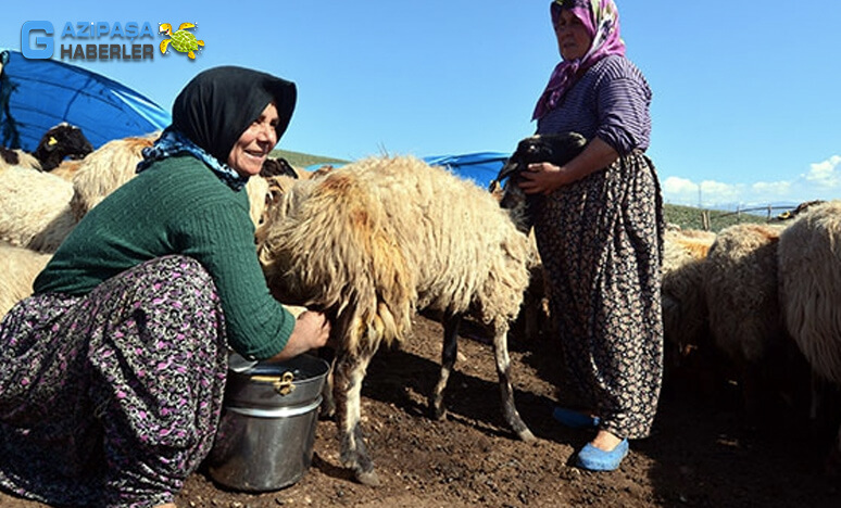 Yörük Yemek Kültürü ve Sofra Geleneği Nedir?