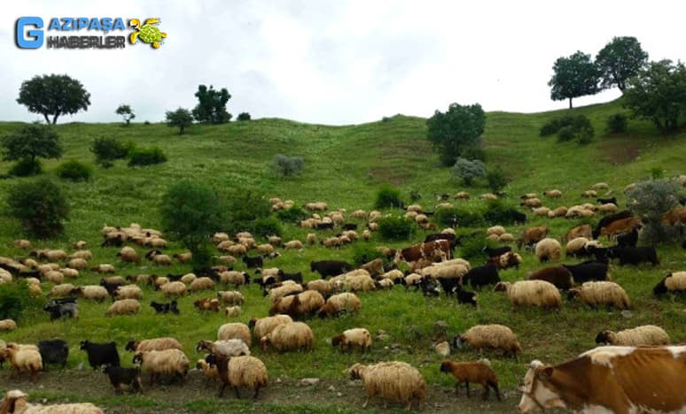 Yörüklerde Hayvancılık Nedir?