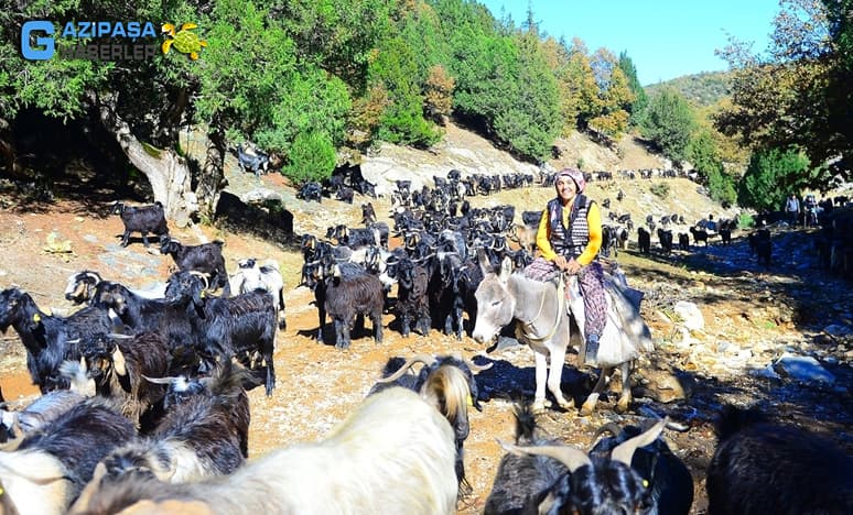 Yörüklerde Hayvancılık Nedir?