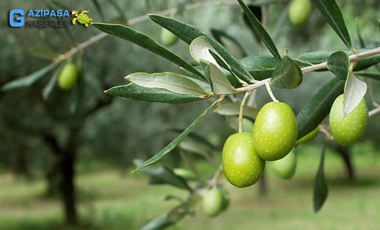 Gazipaşa'da Zeytin Üreticisine Haziran Tavsiyeleri...