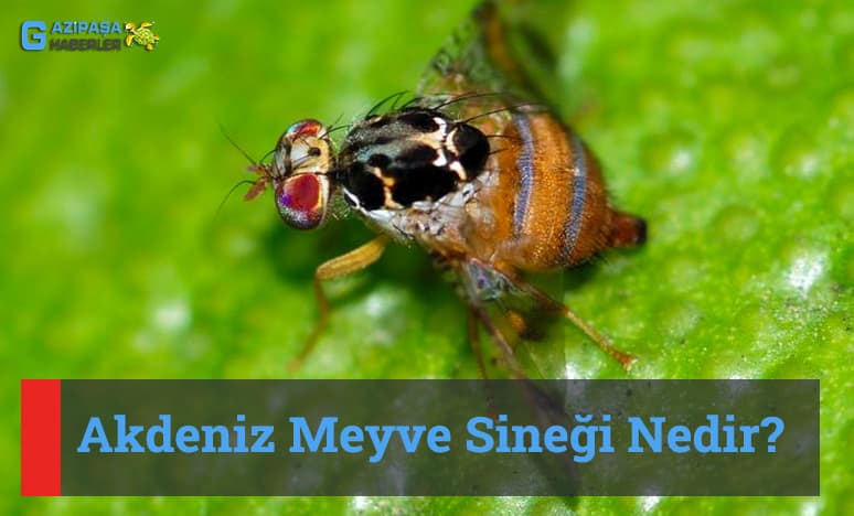 Akdeniz Meyve Sineği Nedir?