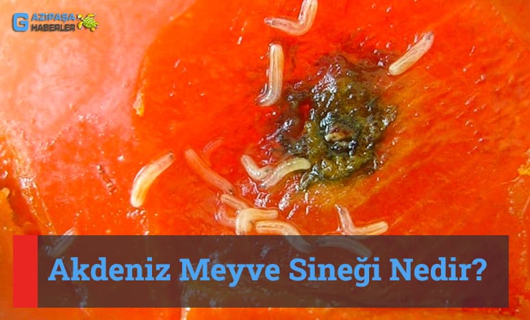 Akdeniz Meyve Sineği Nedir?