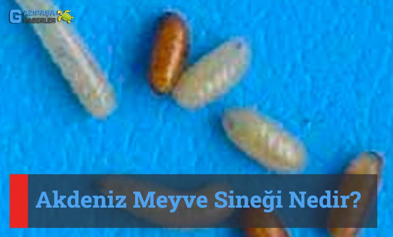 Akdeniz Meyve Sineği Nedir?