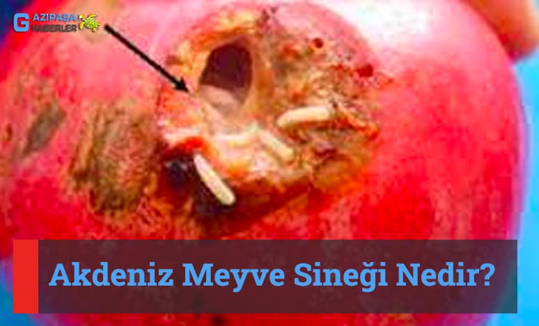 Akdeniz Meyve Sineği Nedir?