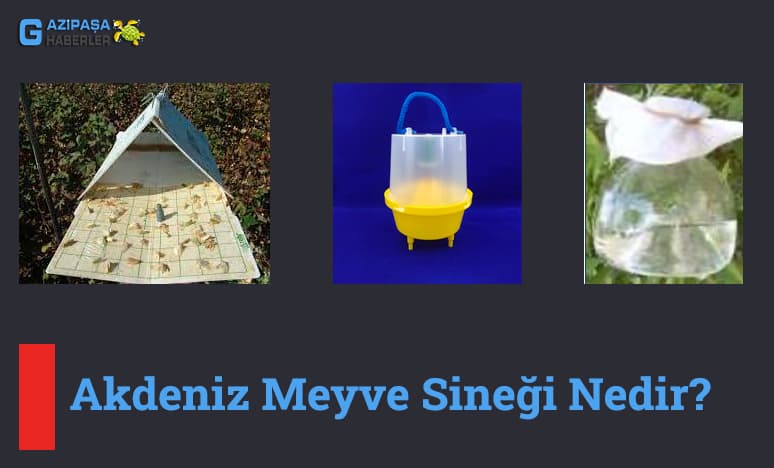 Akdeniz Meyve Sineği Nedir?