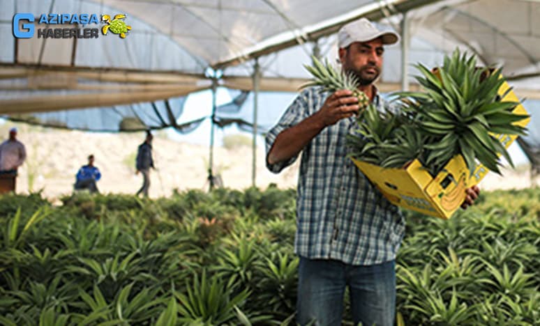 Tropikal Meyvelerden Ananas Nedir? Ananas Nasıl Yetiştirilir?