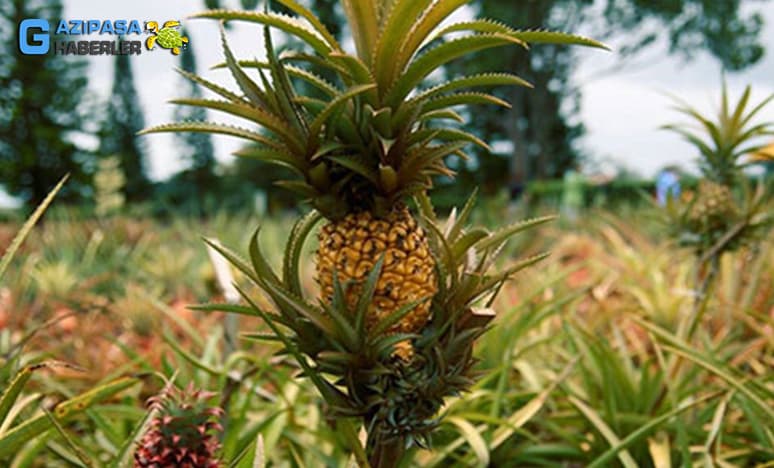 Tropikal Meyvelerden Ananas Nedir? Ananas Nasıl Yetiştirilir?