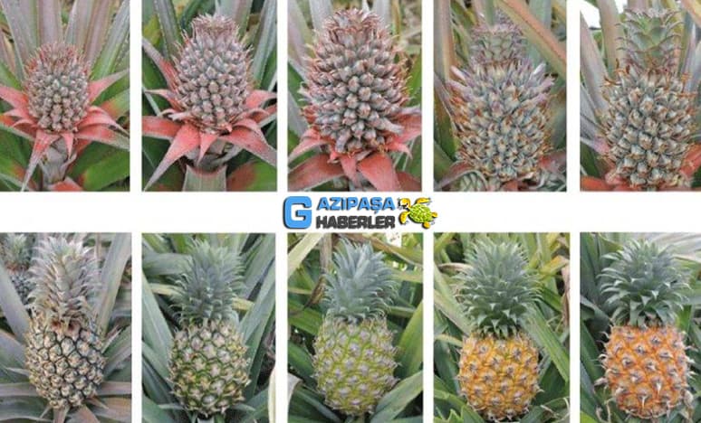 Tropikal Meyvelerden Ananas Nedir? Ananas Nasıl Yetiştirilir?