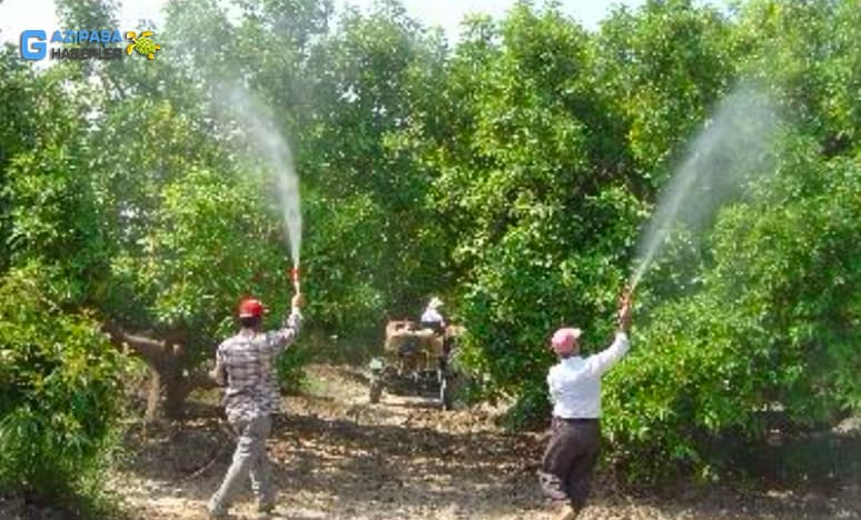 Avokado Yetiştiriciliği...