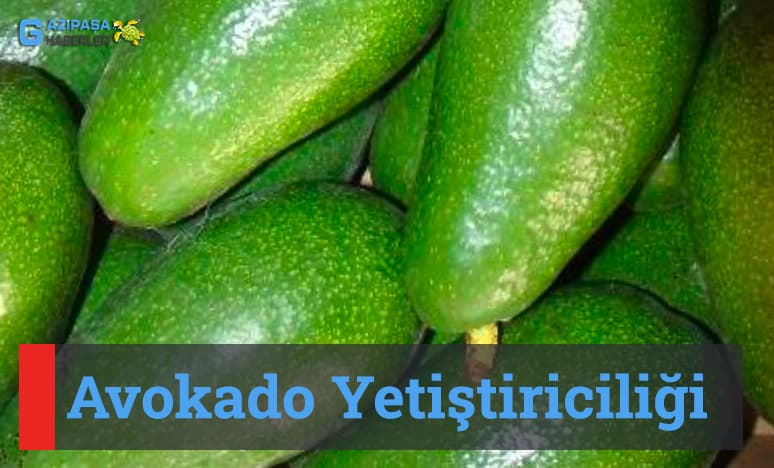 Avokado Yetiştiriciliği