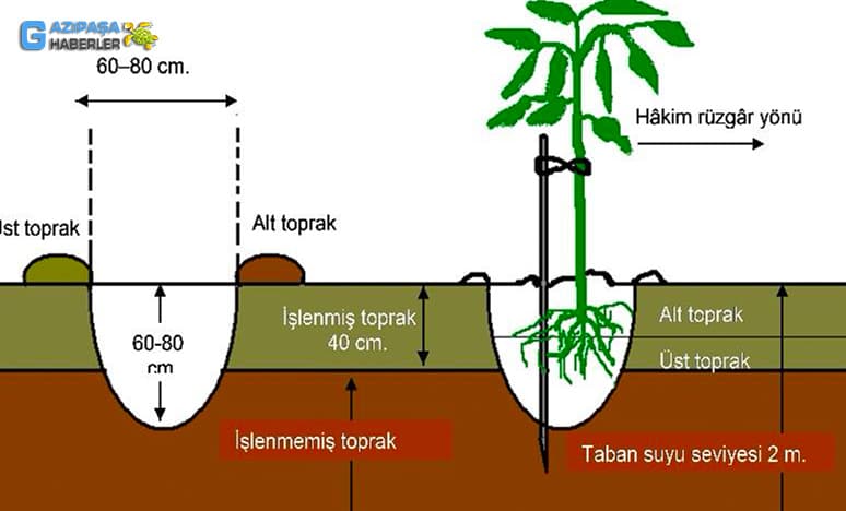 Avokado Yetiştiriciliği