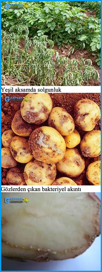 Bakteriyel Solgunluk Ve Patates Kahverengi Çürüklüğü