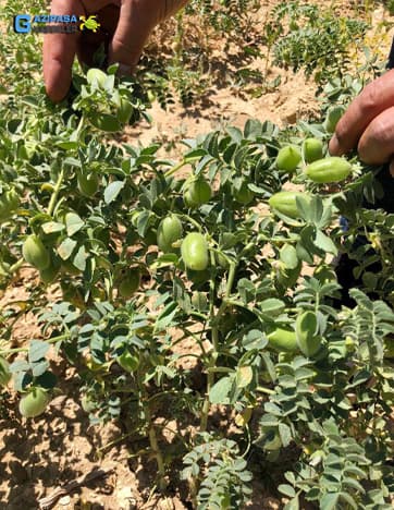 Belediye Cimbiti Nohutu Hasadı İçin Gün Sayıyor