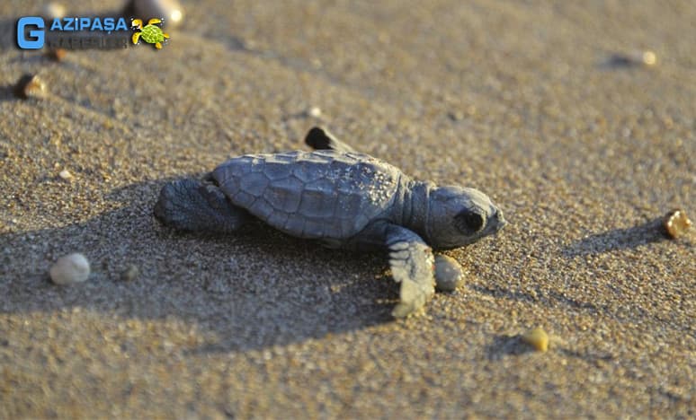 Caretta caretta nedir?