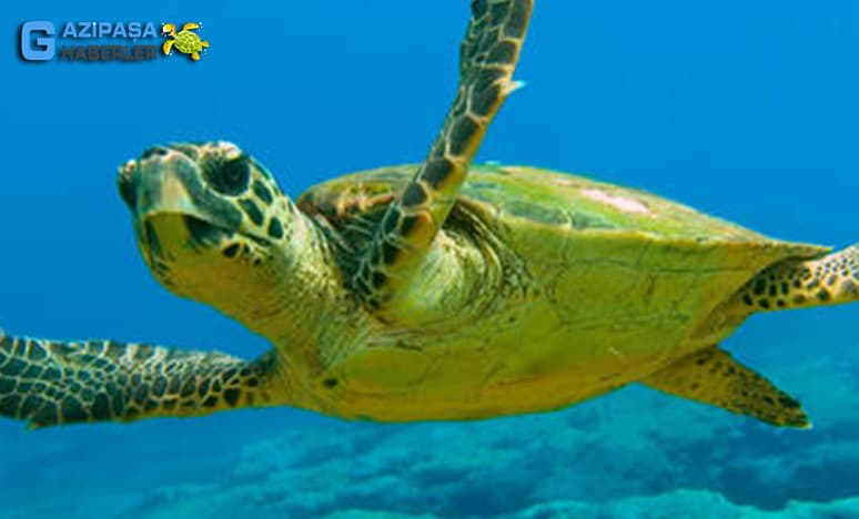 Caretta caretta nedir?