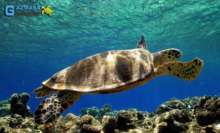 Caretta caretta nedir?