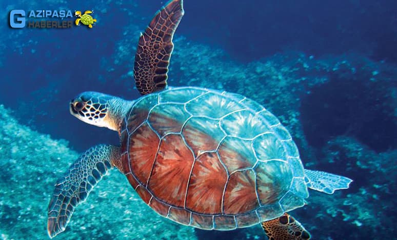 Caretta caretta nedir?