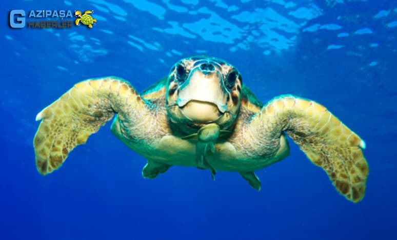 Caretta caretta nedir?