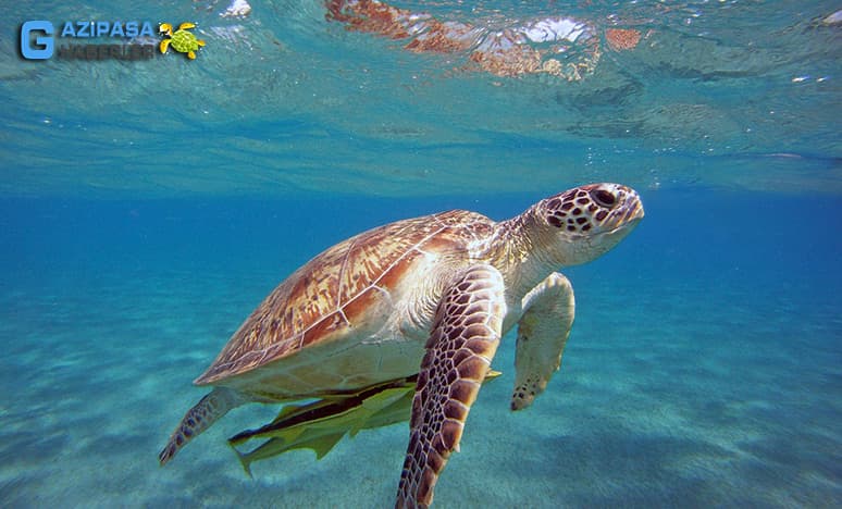 Caretta caretta nedir?