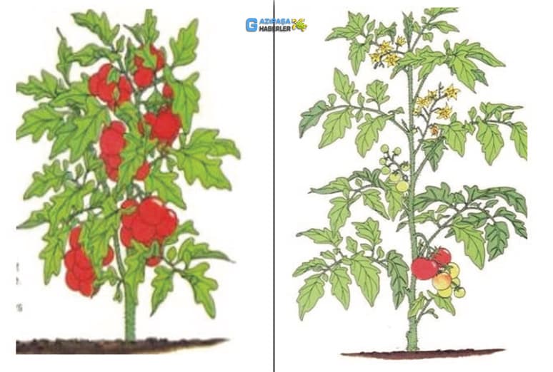 Domates Yetiştiriciliği & Sera 'da Domates Nasıl Yetiştirilir?