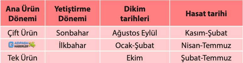 Domates Yetiştiriciliği & Sera 'da Domates Nasıl Yetiştirilir?