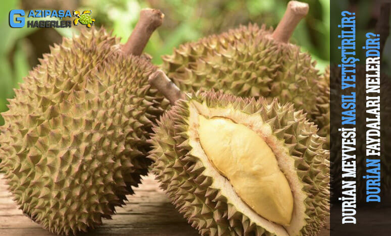 Durian Meyvesi Nasıl Yetiştirilir? Faydaları Nelerdir?