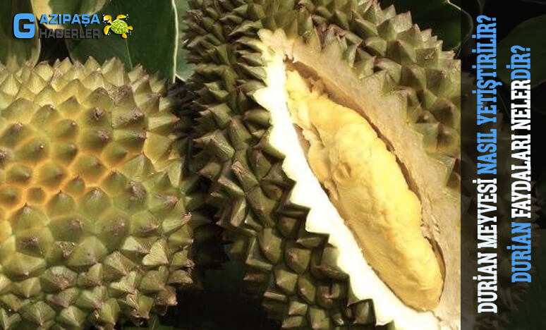 Durian Meyvesi Nasıl Yetiştirilir? Faydaları Nelerdir?