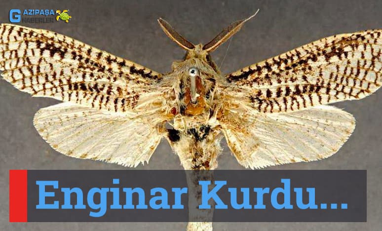 Enginar Kurdu Nedir?