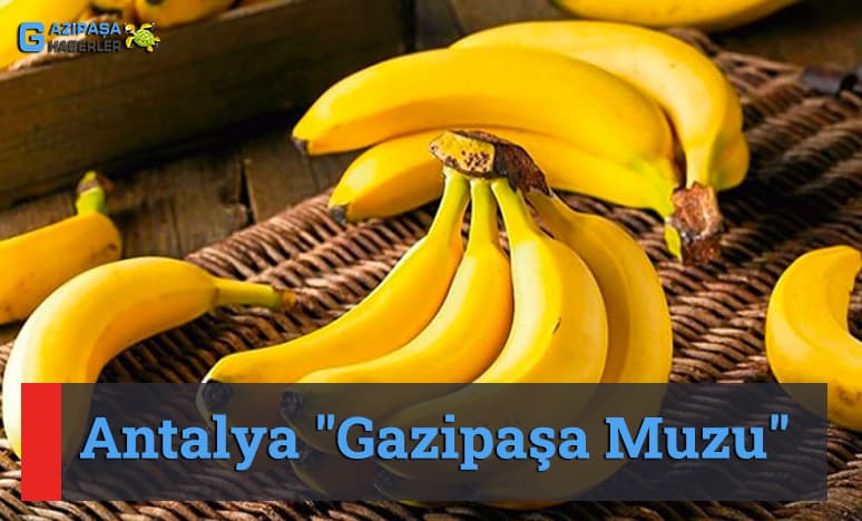 "Gazipaşa Muzu" Nedir?