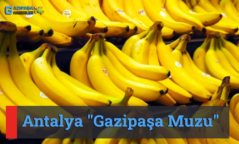 "Gazipaşa Muzu" Nedir?