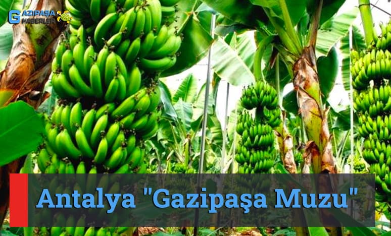 "Gazipaşa Muzu" Nedir?