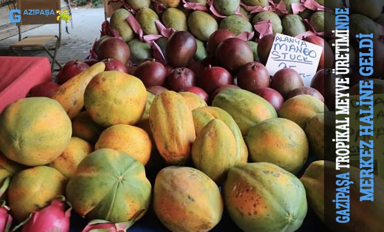 Gazipaşa Tropikal Meyve Üretiminde Merkez Haline Geldi...