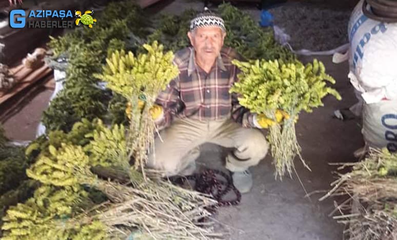 Gazipaşa'da Adaçayı Üretimi Ne Kadar Kazandırıyor?