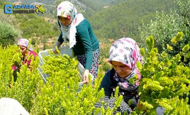 Gazipaşa'da Adaçayı Üretimi Ne Kadar Kazandırıyor?