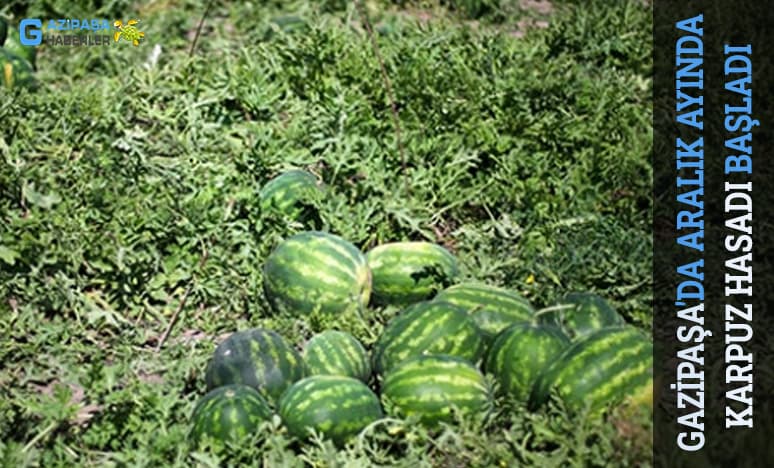 Gazipaşa'da Aralık Ayında Karpuz Hasadı Başladı...