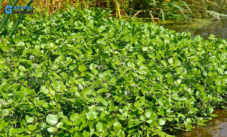 Gazipaşa'da Gerdeme Salatası Nasıl Yapılır, Gerdeme Salatası İçin Malzemeleri Nelerdir?