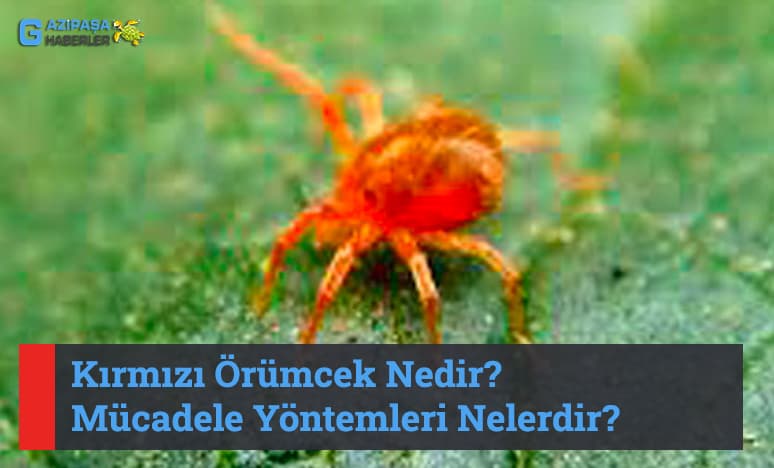 Kırmızı Örümcek Nedir? Mücadele Yöntemleri Nelerdir?