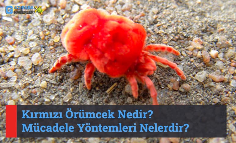 Kırmızı Örümcek Nedir? Mücadele Yöntemleri Nelerdir?