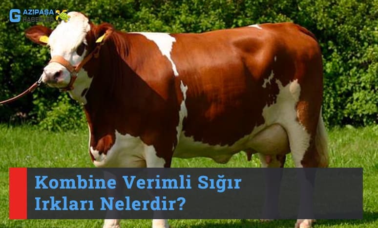 Kombine Verimli Sığır Irkları Nelerdir?