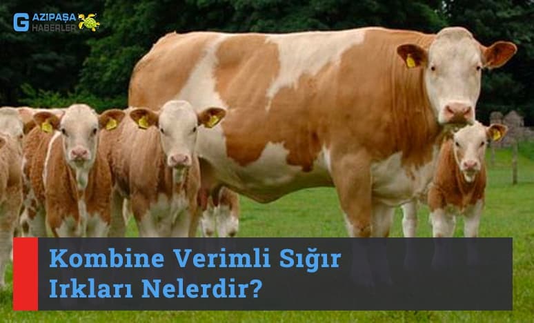 Kombine Verimli Sığır Irkları Nelerdir?